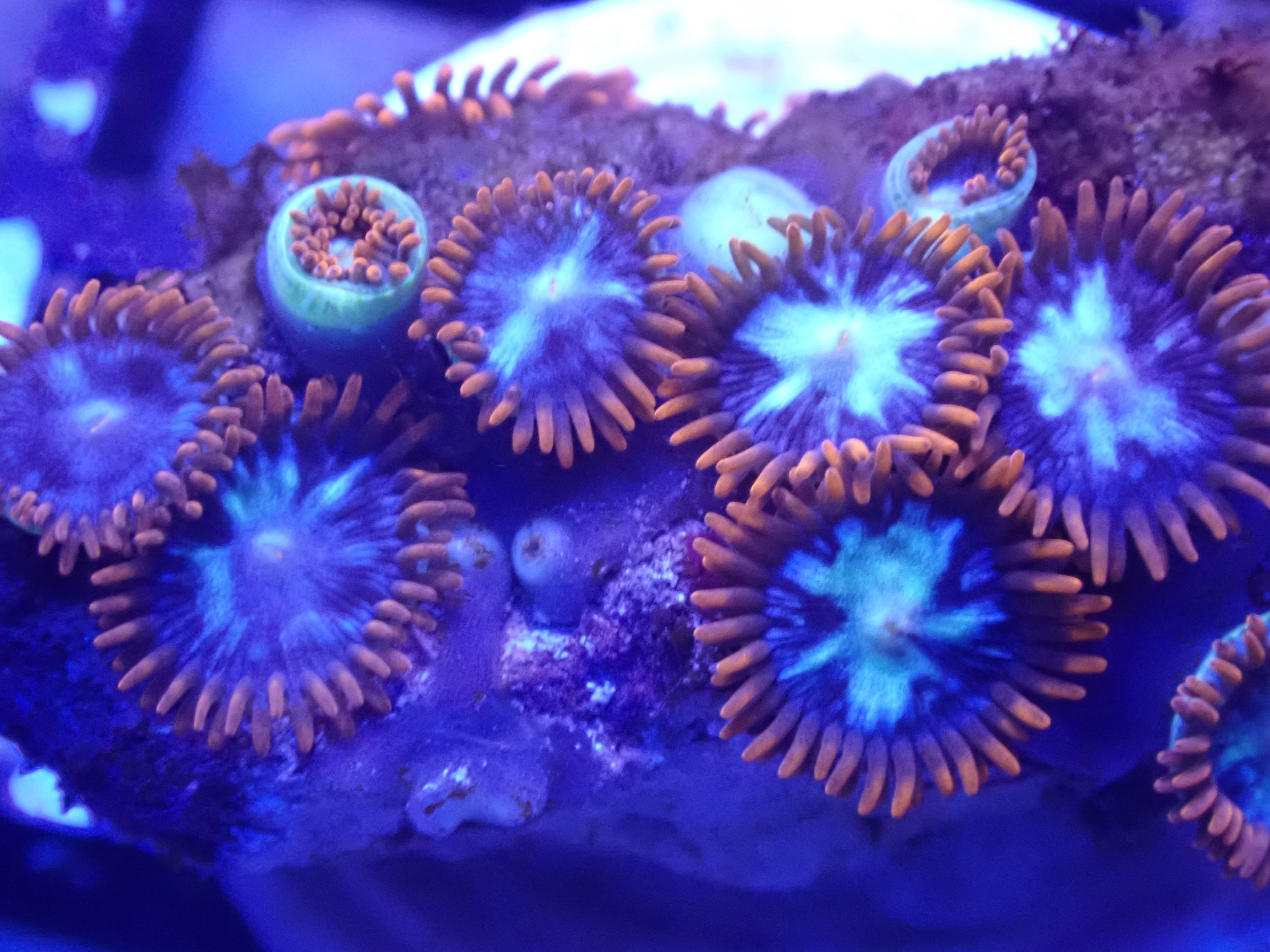 MC Fireball DNZ MC Fireball DNZ