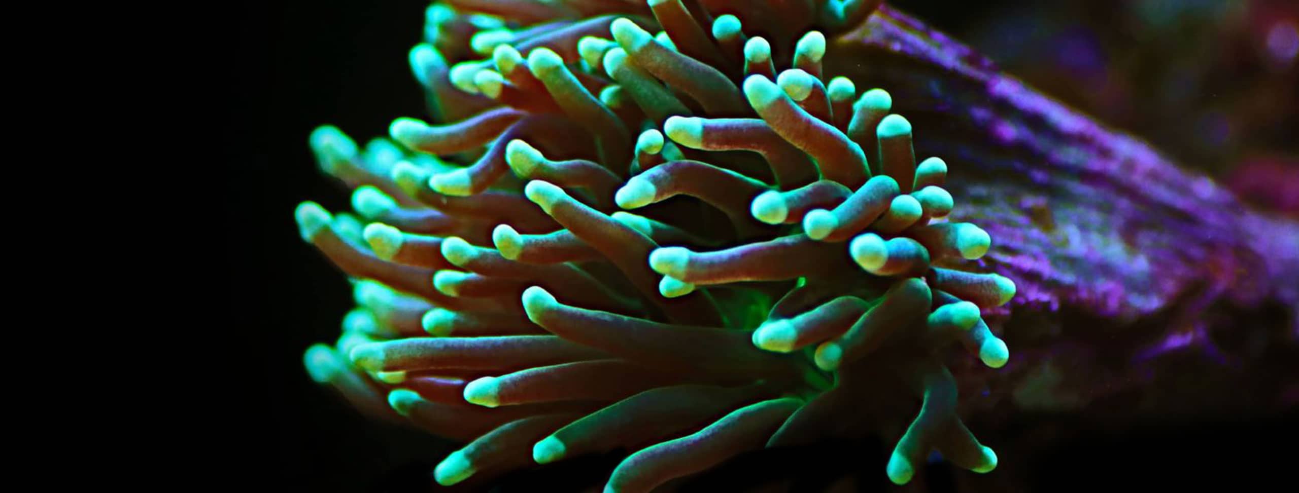 tmc-shop-newsletter LPS-Korallen in leuchtenden Farben – perfekte Auswahl für Einsteiger