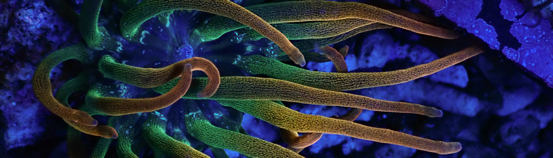 entacmaea-whatsapp Entacmaea quadricolor Anemone in intensiven Farben – Rarität für dein Meerwasseraquarium