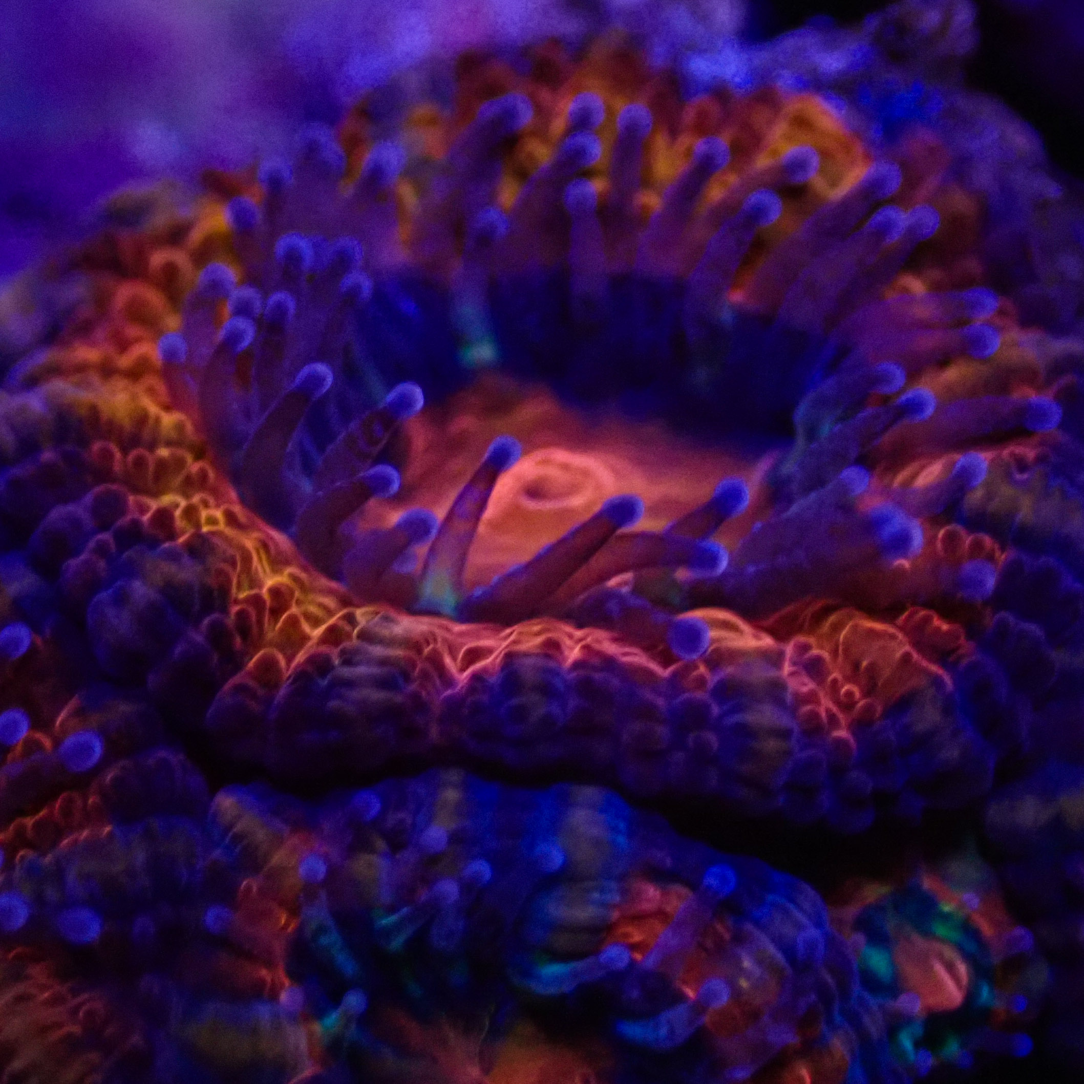 Acanthastrea MC Purple Lava Frag 01 Acanthastrea MC Purple Lava Frag 01