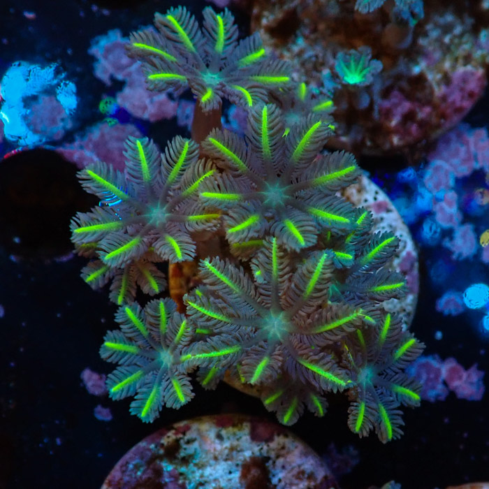 Clavularia MC Ultra Green