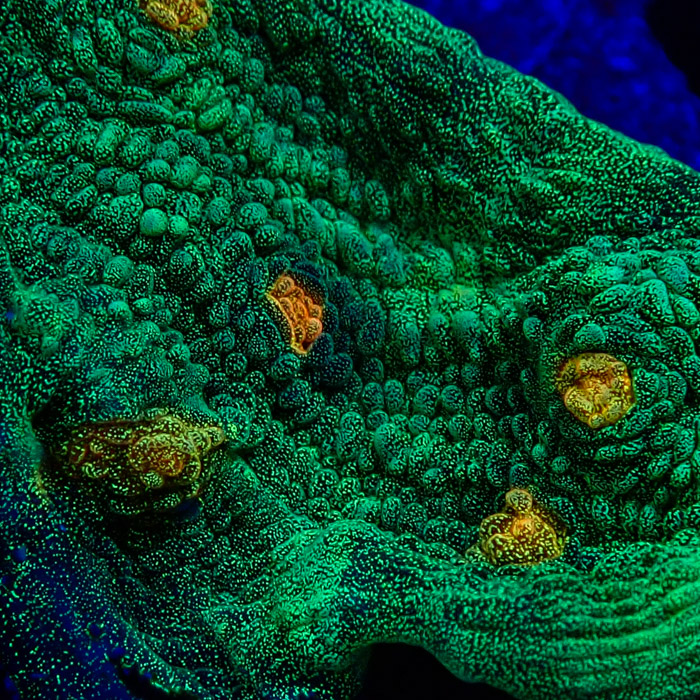 Chalice MC Space Invader Frag 02 Chalice MC Space Invader Frag 02