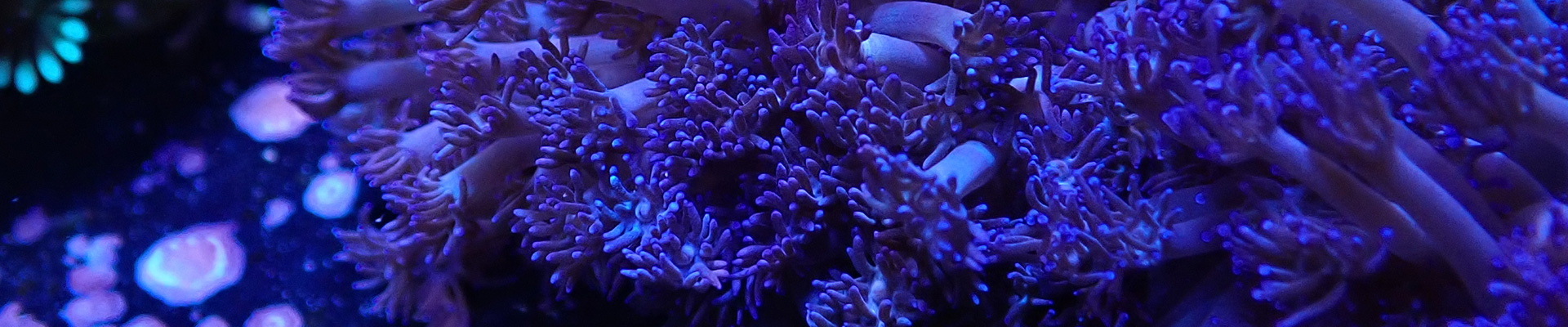 Goniopora mit langen Polypen – außergewöhnliche Bewegung im Aquarium