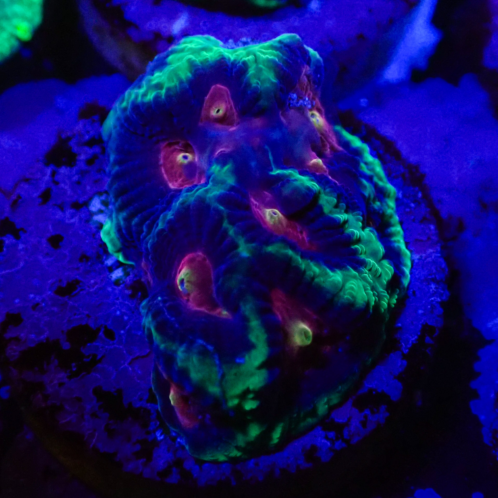 Favia Monster Eye MC Frag 01