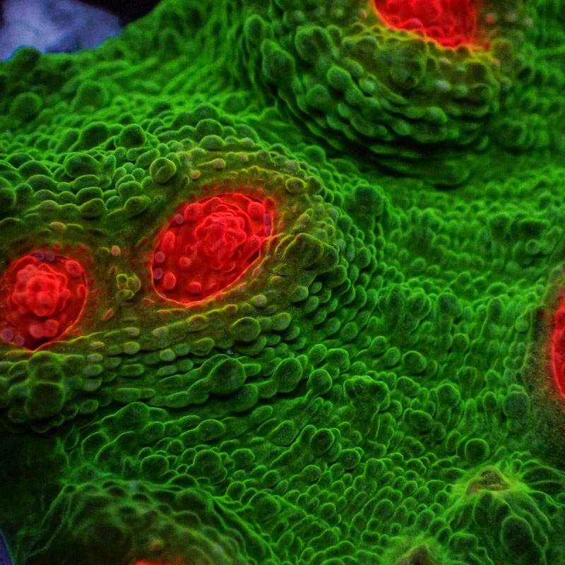 Chalice MC Red Eye Frog Frag 01 Chalice MC Red Eye Frog Frag 01