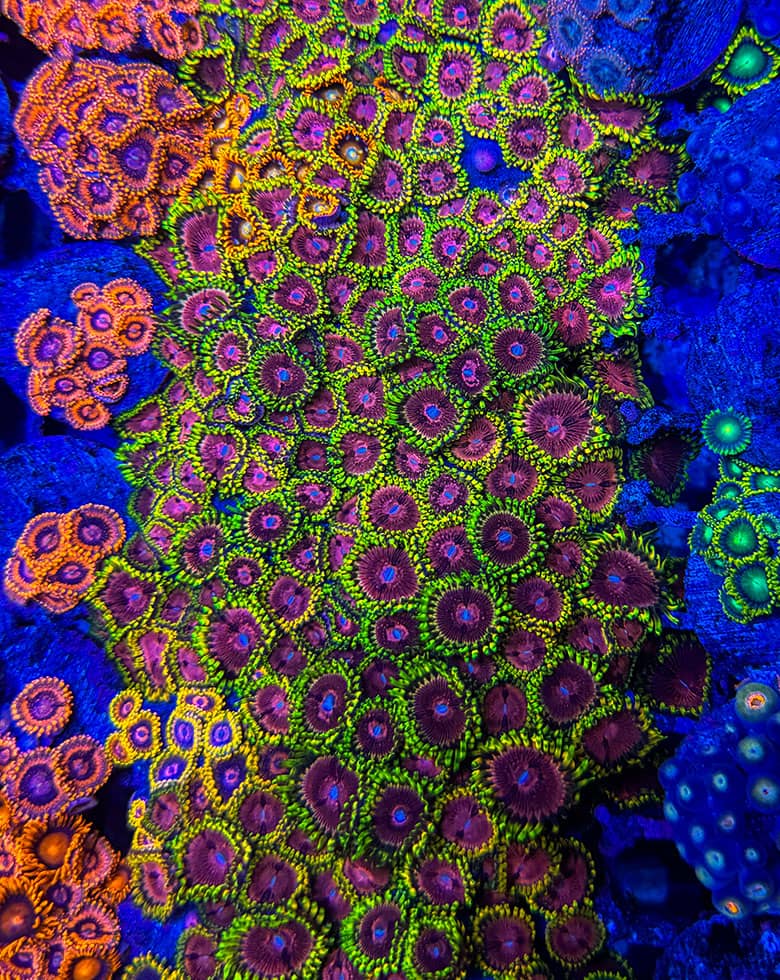 lebendtierversand-ablauf Lebendtier-Versand mit Zoanthus sicher verpackt im Transportbeutel