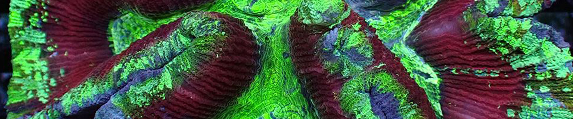 trachyphyllia-kategorie-header Trachyphyllia Koralle in intensivem Rot und Grün unter Aquarienlicht