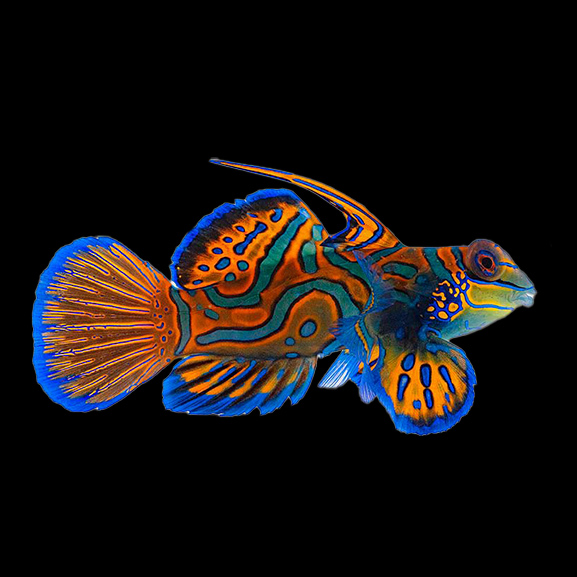 Mandarinfisch Mandarinfisch