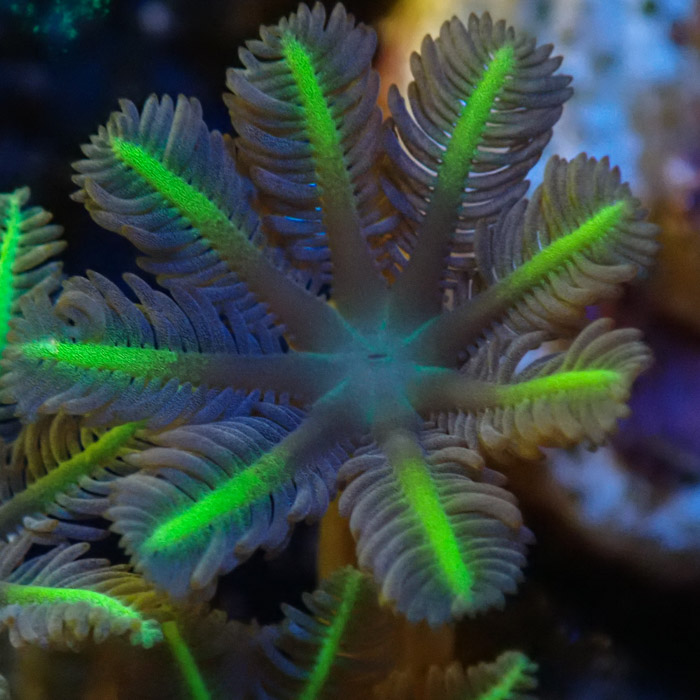 Clavularia MC Ultra Green Clavularia MC Ultra Green