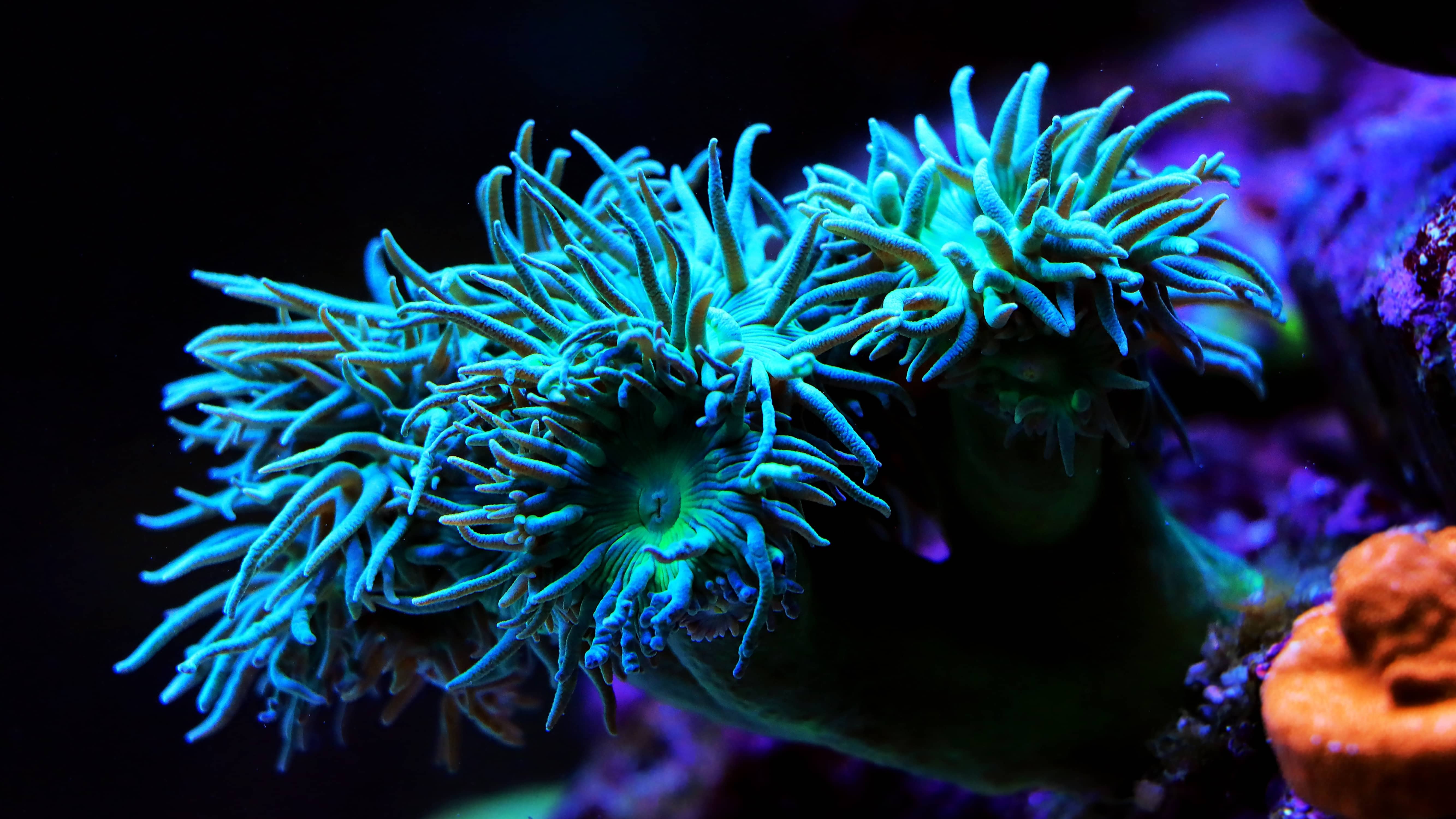 Header_Kontakt Seltene Korallen aus Kirchardt