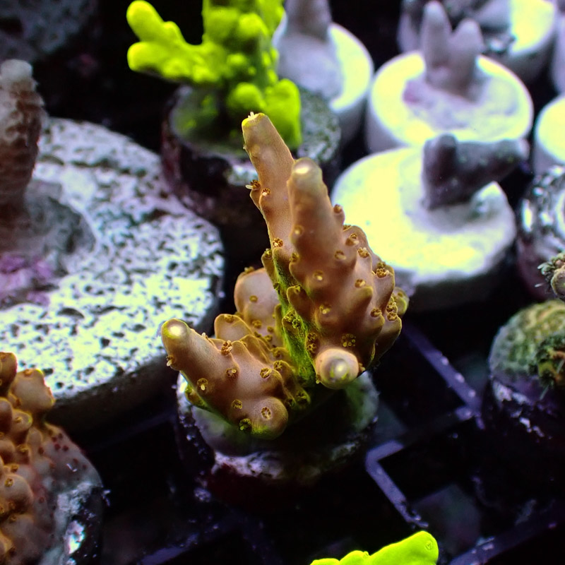 MC Acropora Jawdropper 7 Tricolor DNZ MC Acropora Jawdropper 7 Tricolor DNZ