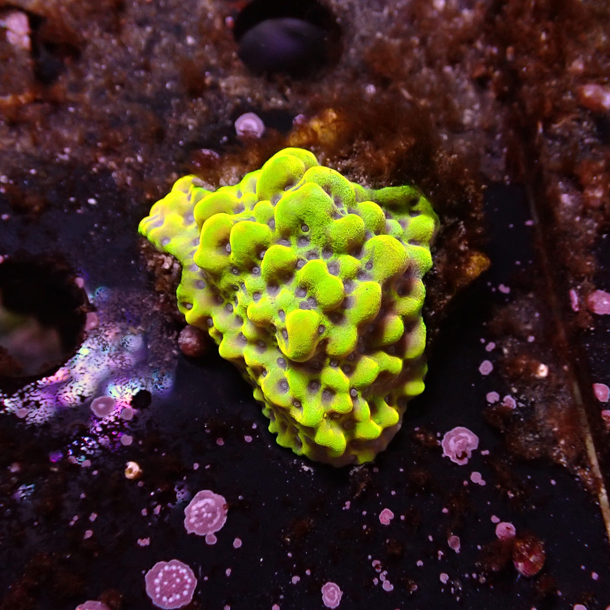 Montipora Kung Pao Frag 01