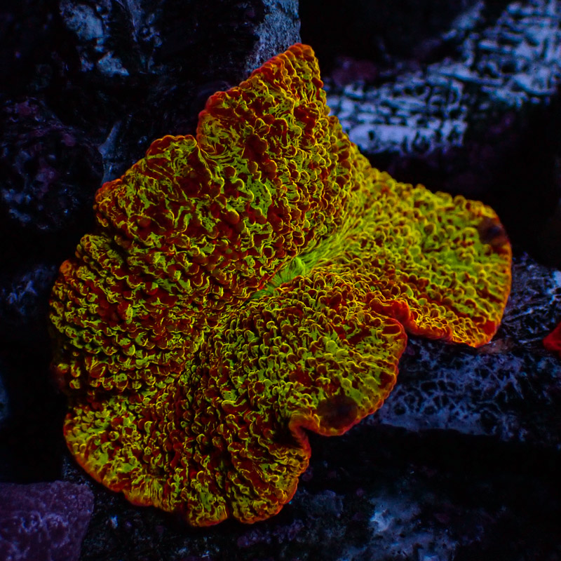 Discosoma Jawbreaker Discosoma Jawbreaker