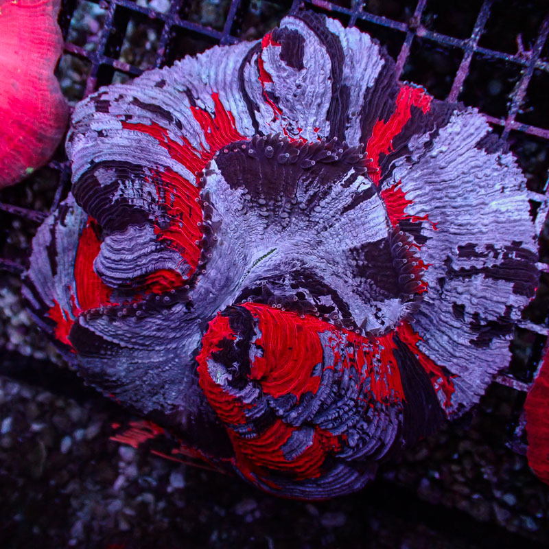 Trachyphyllia Trachyphyllia