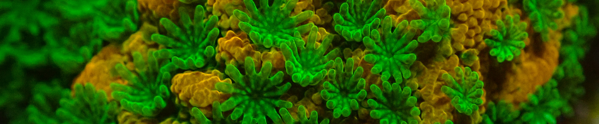 Strukturreiche Montipora in leuchtenden Farbtönen