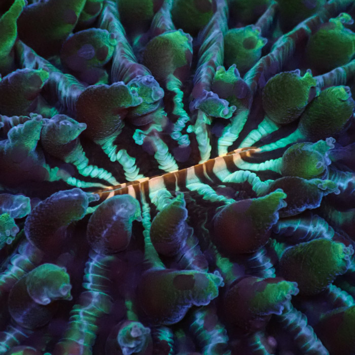 Fungia Rainbow Fungia Rainbow