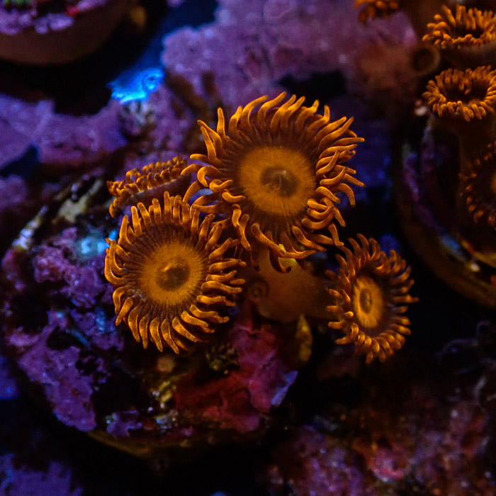 Zoanthus MC Oxid Orange