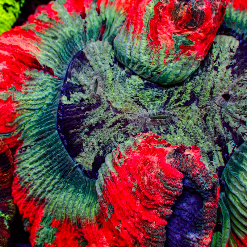 Trachyphyllia Trachyphyllia