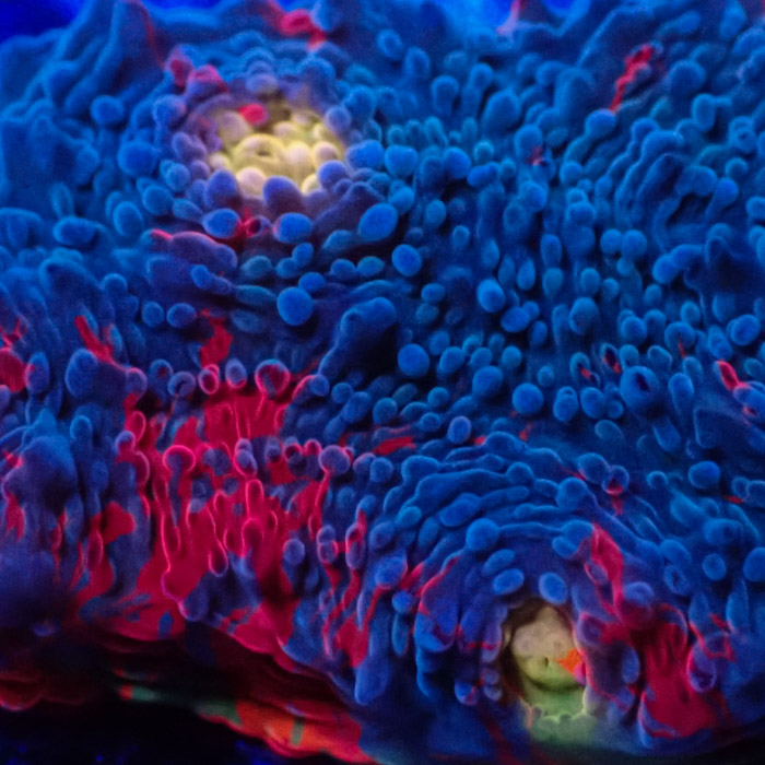 Chalice MC Bugatti Frag 03