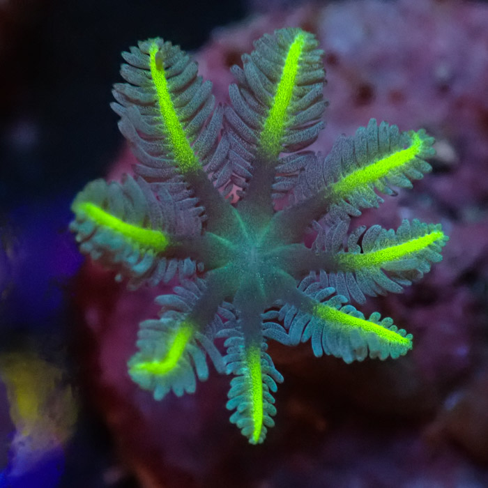 Clavularia MC Ultra Green