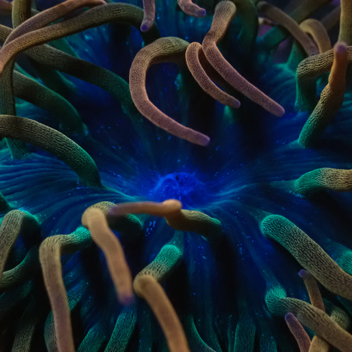 Entacmaea MC Quadricolor Sunburst Entacmaea MC Quadricolor Sunburst