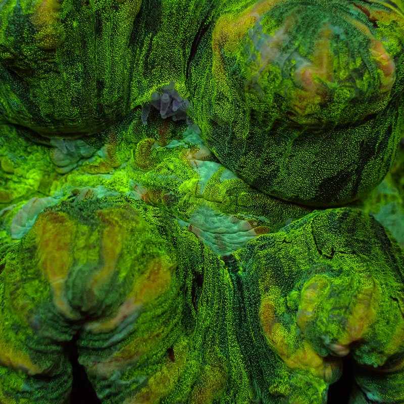 Trachyphyllia Trachyphyllia