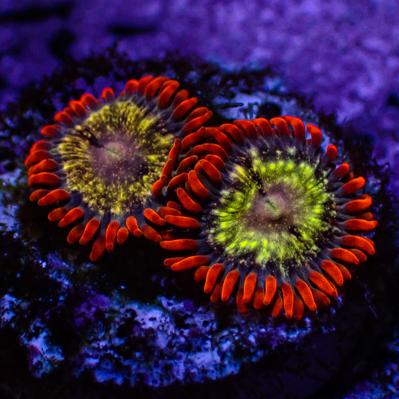 Zoanthus MC Stardust DNZ Zoanthus MC Stardust DNZ