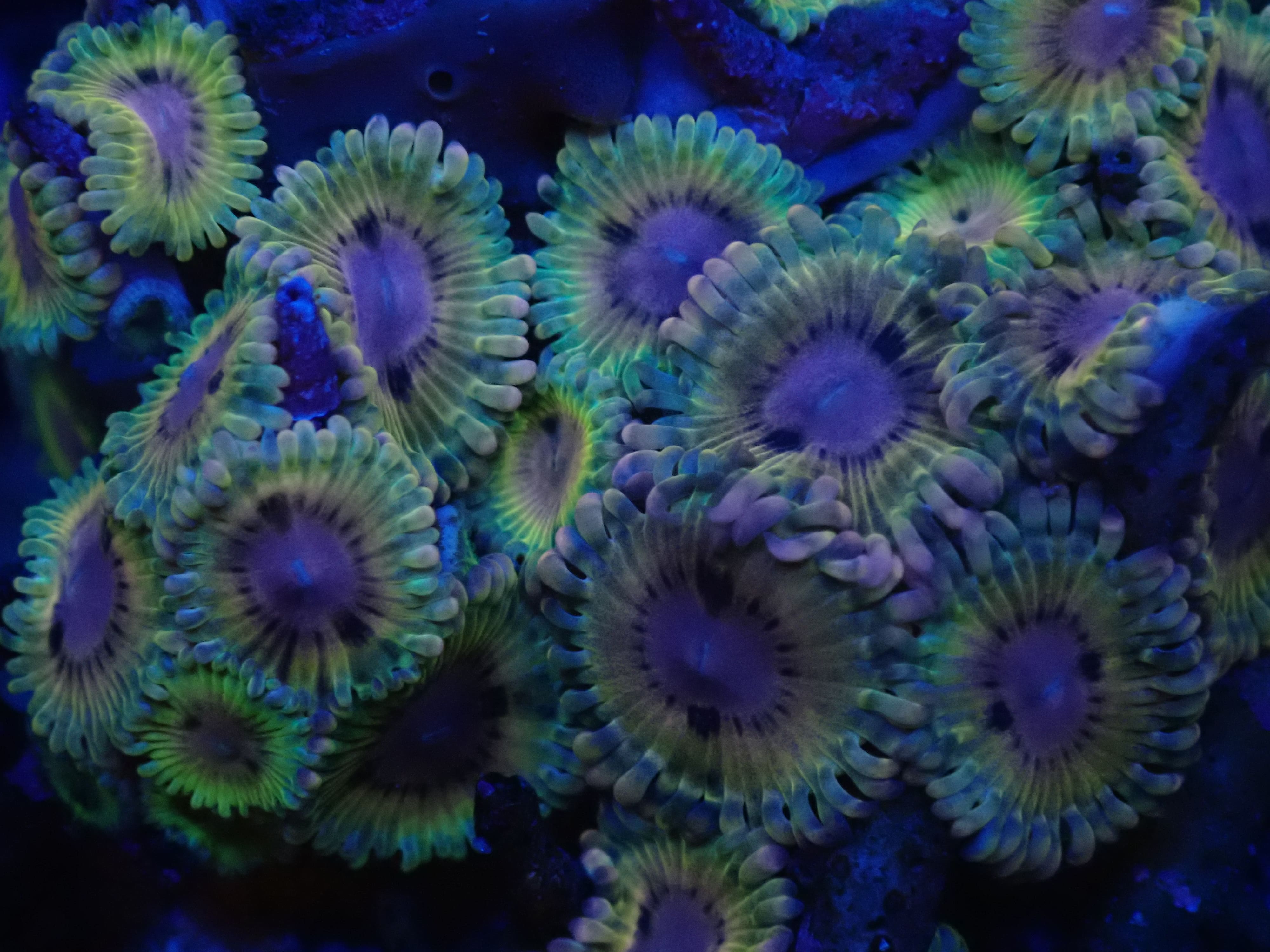 Zoanthus Blue Rhino DNZ