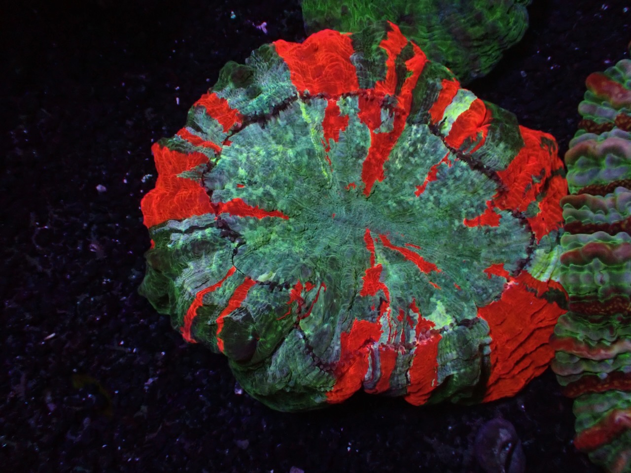 Acanthophyllia dreifarbig Acanthophyllia dreifarbig