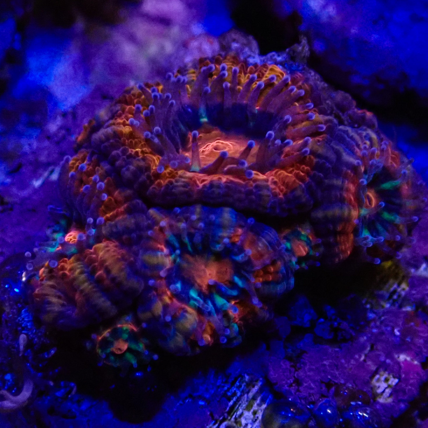 Acanthastrea MC Purple Lava Frag 01