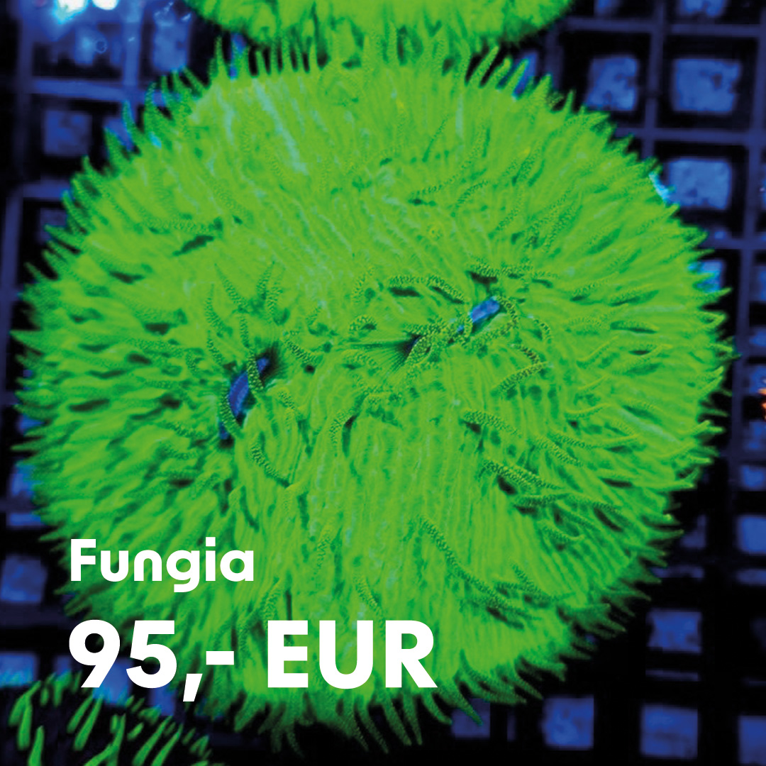 Fungia