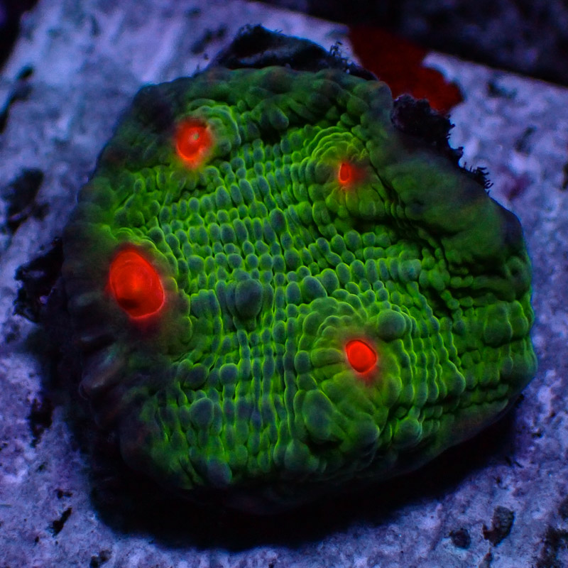 Chalice MC Red Eye Frog Frag 04
