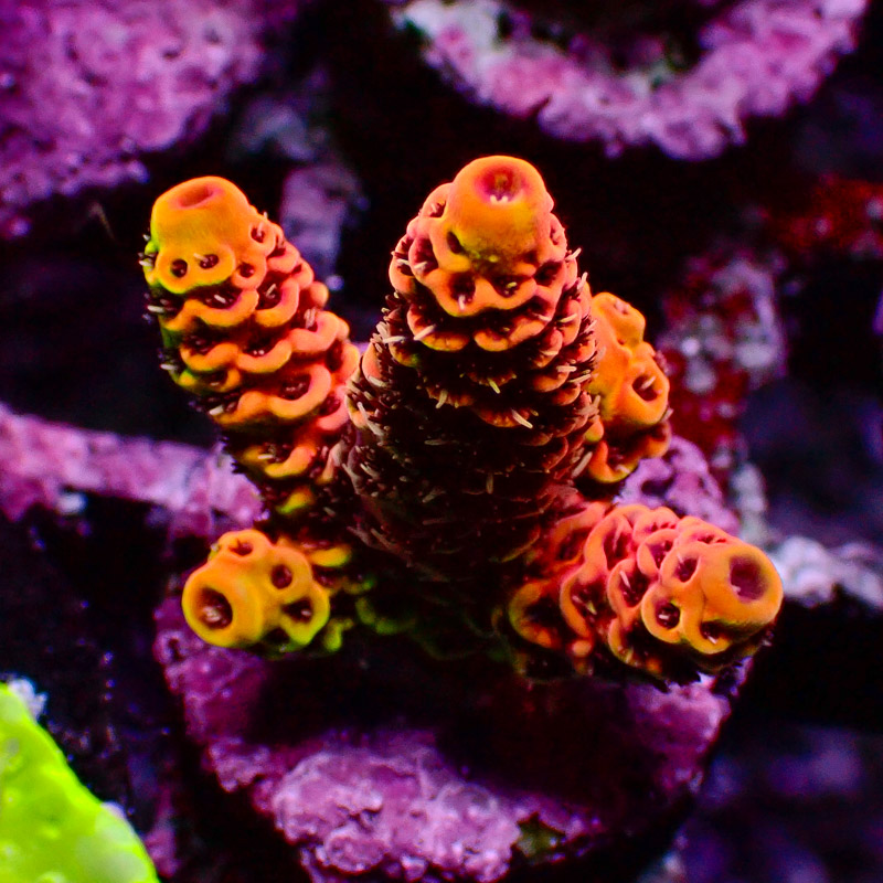 Acropora