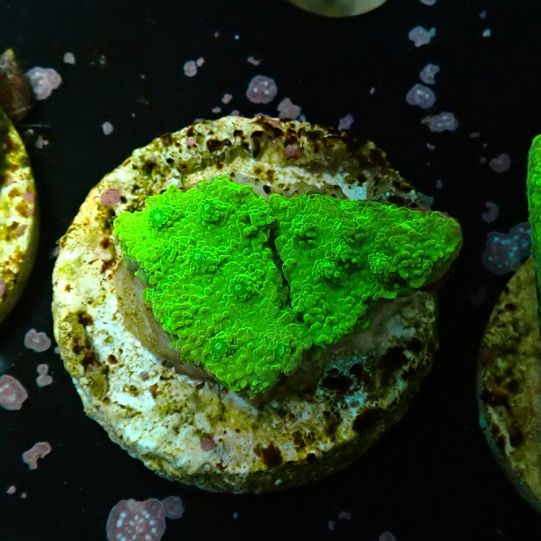 Montipora Toxic Frag 08