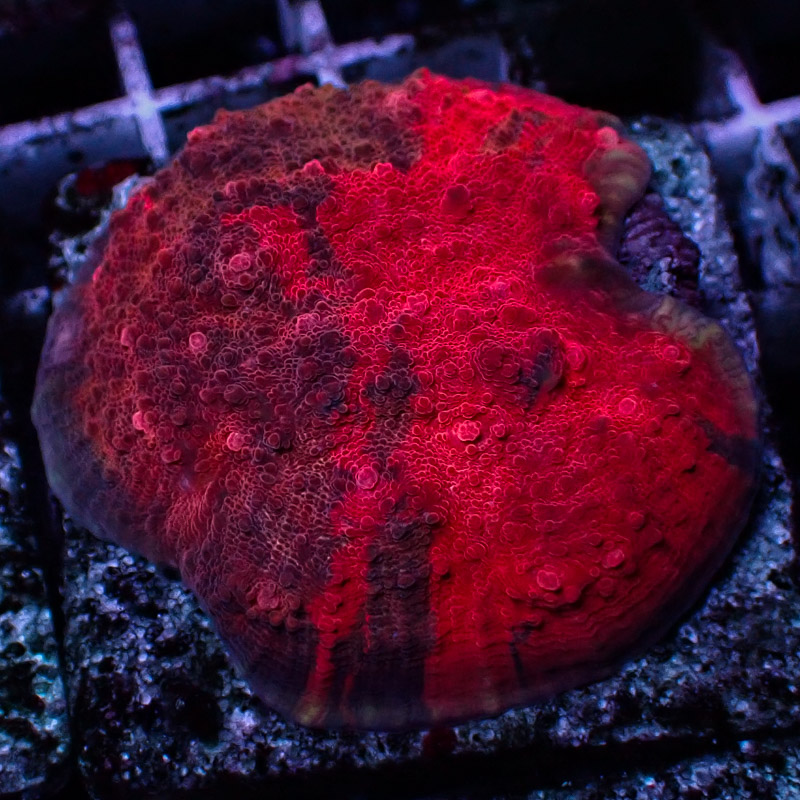 Chalice MC Crafted Great Red Frag 01 Chalice MC Crafted Great Red Frag 01