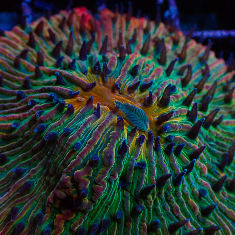Fungia 24k Rainbow Fungia 24k Rainbow