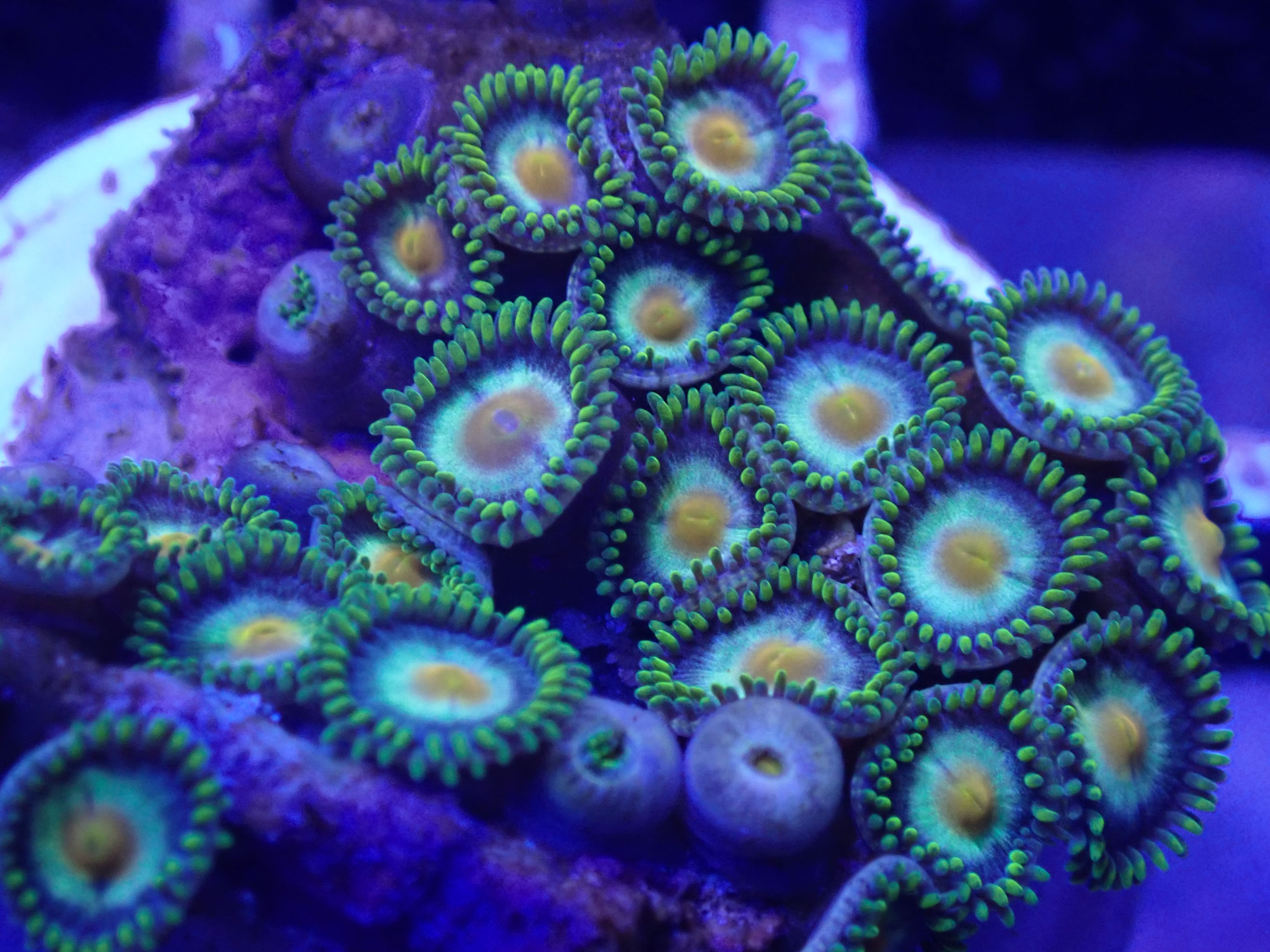 MC Fried Egg DNZ MC Fried Egg DNZ