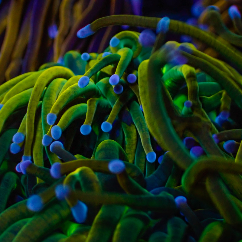 Euphyllia Highlighter Torch Euphyllia Highlighter Torch