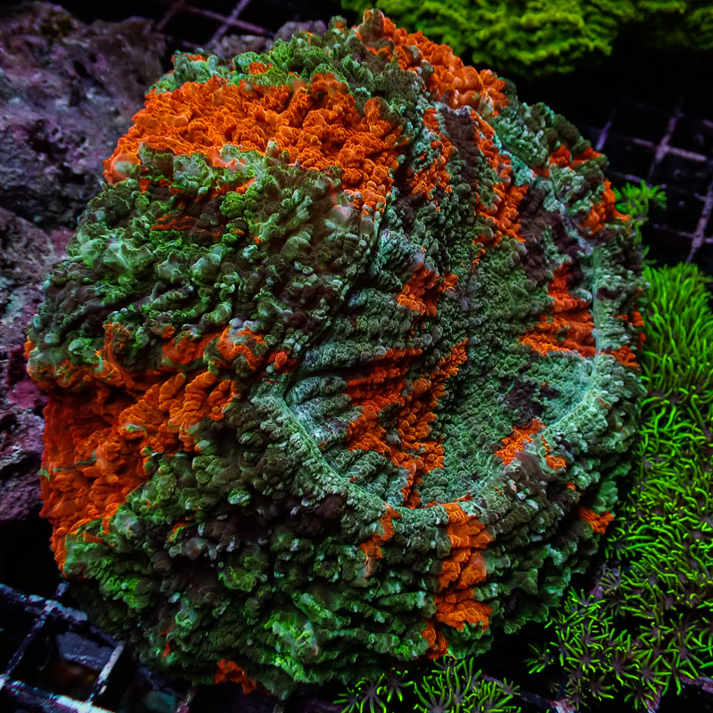 Acanthophyllia Mastergrade