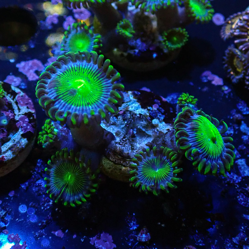 Zoanthus MC Blue Panama Zoanthus MC Blue Panama