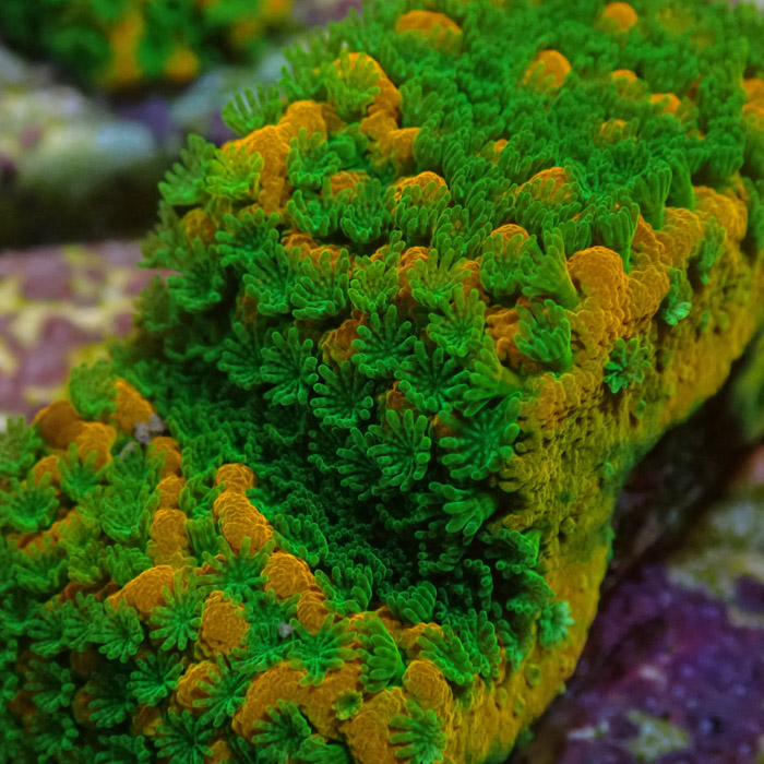 Montipora MC Sweet Tooth Frag 02 Montipora MC Sweet Tooth Frag 02