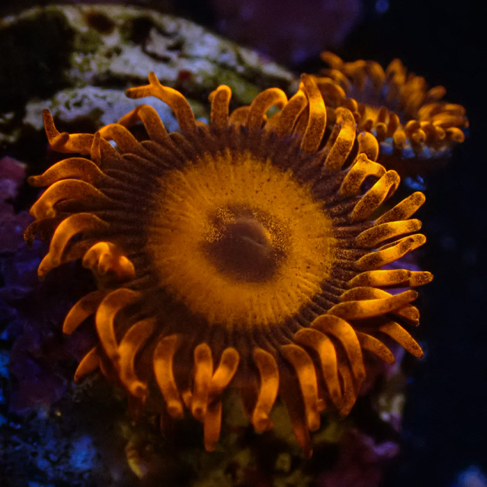 Zoanthus MC Oxid Orange Zoanthus MC Oxid Orange