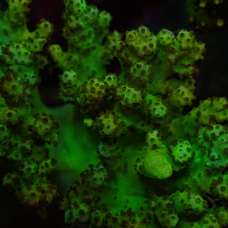 Lederkoralle Lederkoralle