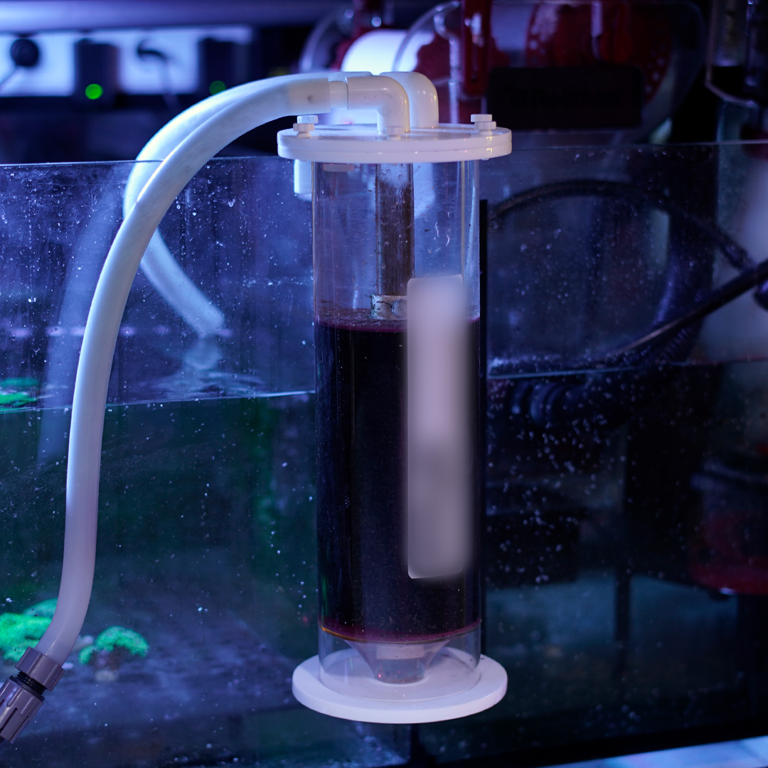 Filtrierung für dein Meerwasseraquarium