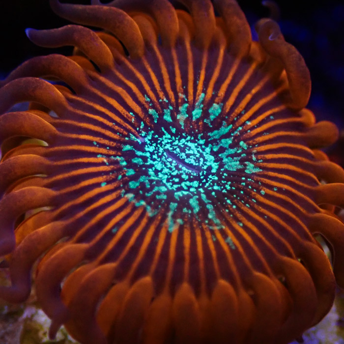 Zoanthus MC Red Magician Zoanthus MC Red Magician