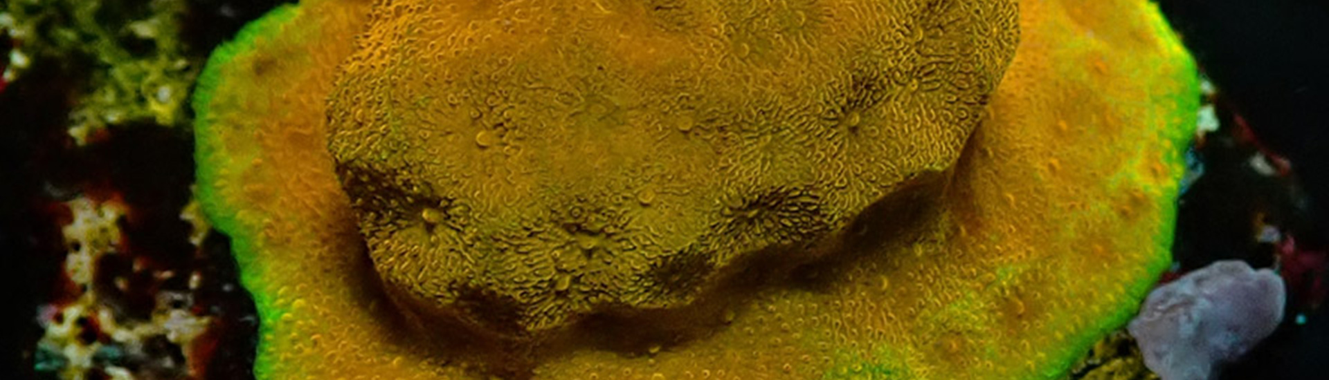 Nahaufnahme einer Psammocora mit fluoreszierenden Details