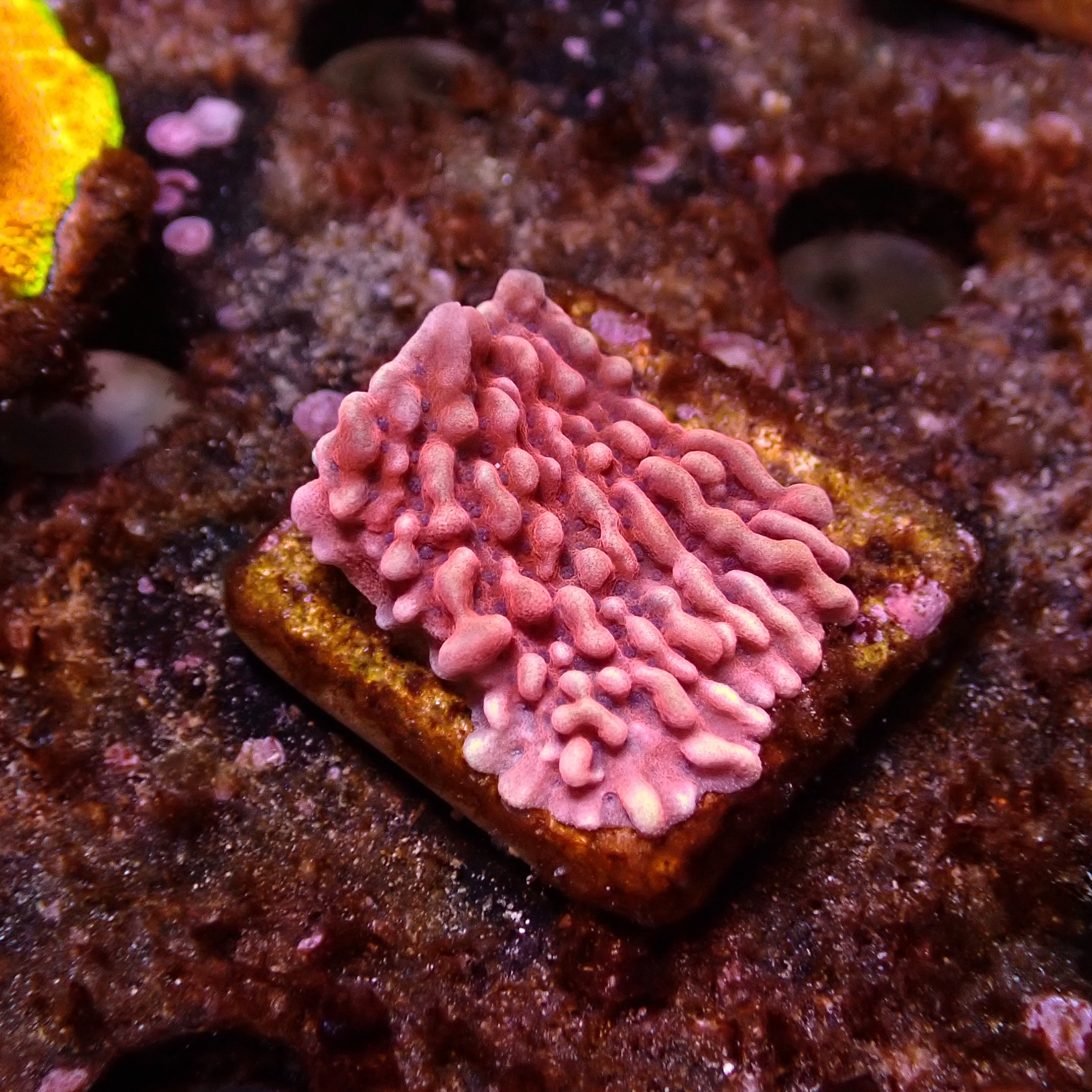 Montipora Mean Streak Frag 11 Montipora Mean Streak Frag 11