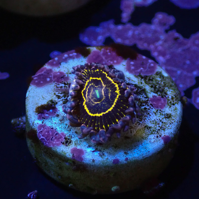 Zoanthus MC Stratosphere Zoanthus MC Stratosphere