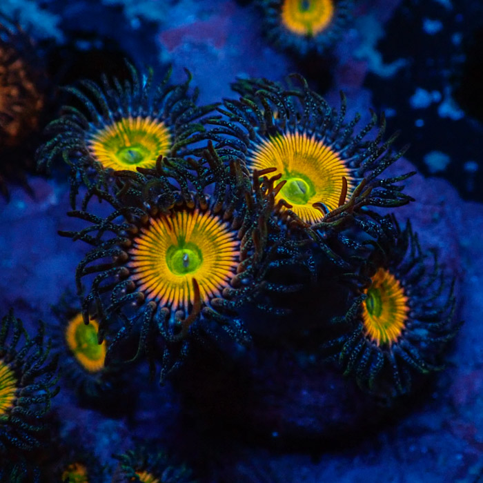 Zoanthus MC Ultra Sunny D. Zoanthus MC Ultra Sunny D.