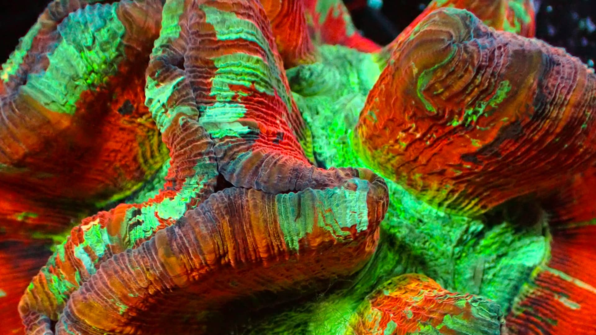 korallen_whatsapp korallen_whatsapp